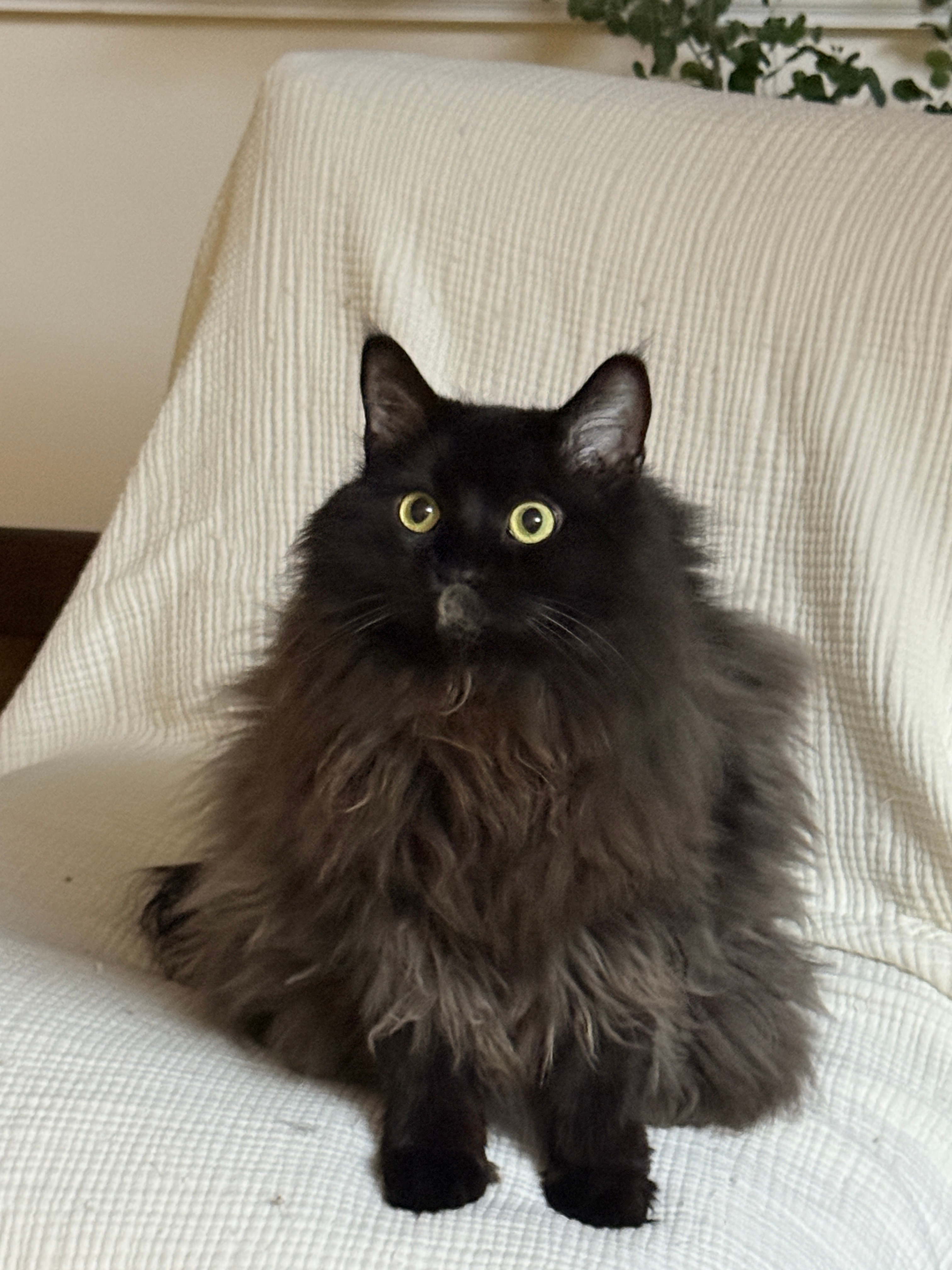 瘦了…并且很认真的护肤！！正在强迫自己这个intp变得j一点[衰] ​​​