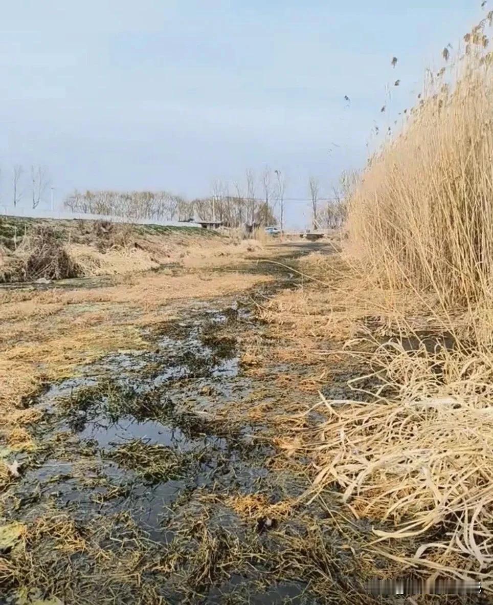 盐城一蟹塘大量水草直排河道，造成周边河道污染严重，村居无人过问！

网友反映：盐