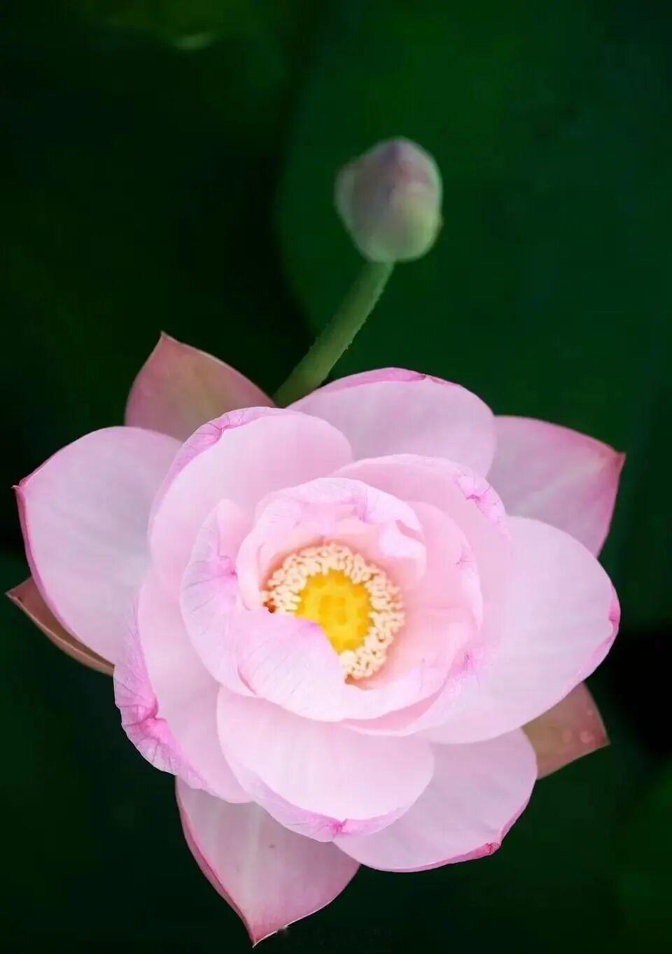 宁波初夏氛围感被荷花拉满 5月28日消息，宁波首批荷花、睡莲已盛开，夏日氛围感拉