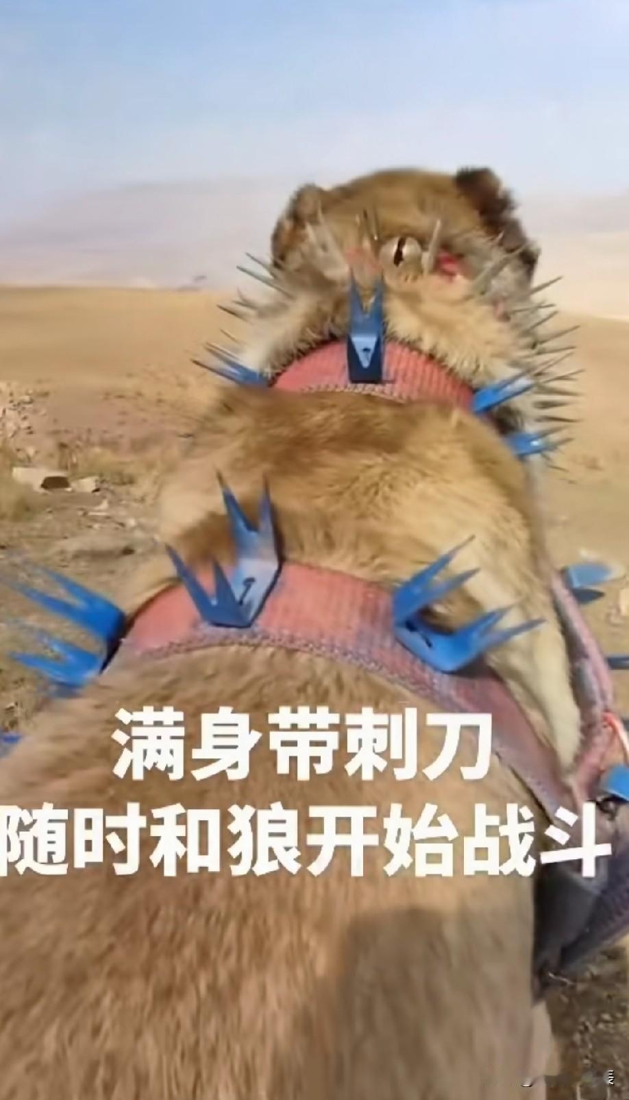 小狗兽究极进化→钢铁加鲁鲁兽[偷笑]