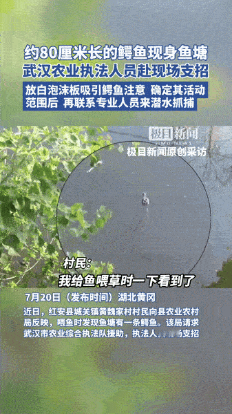 真是吓死人了！湖北黄冈，一村民割草喂鱼时，竟在鱼塘里发现漂浮的鳄鱼！吓得村民连草