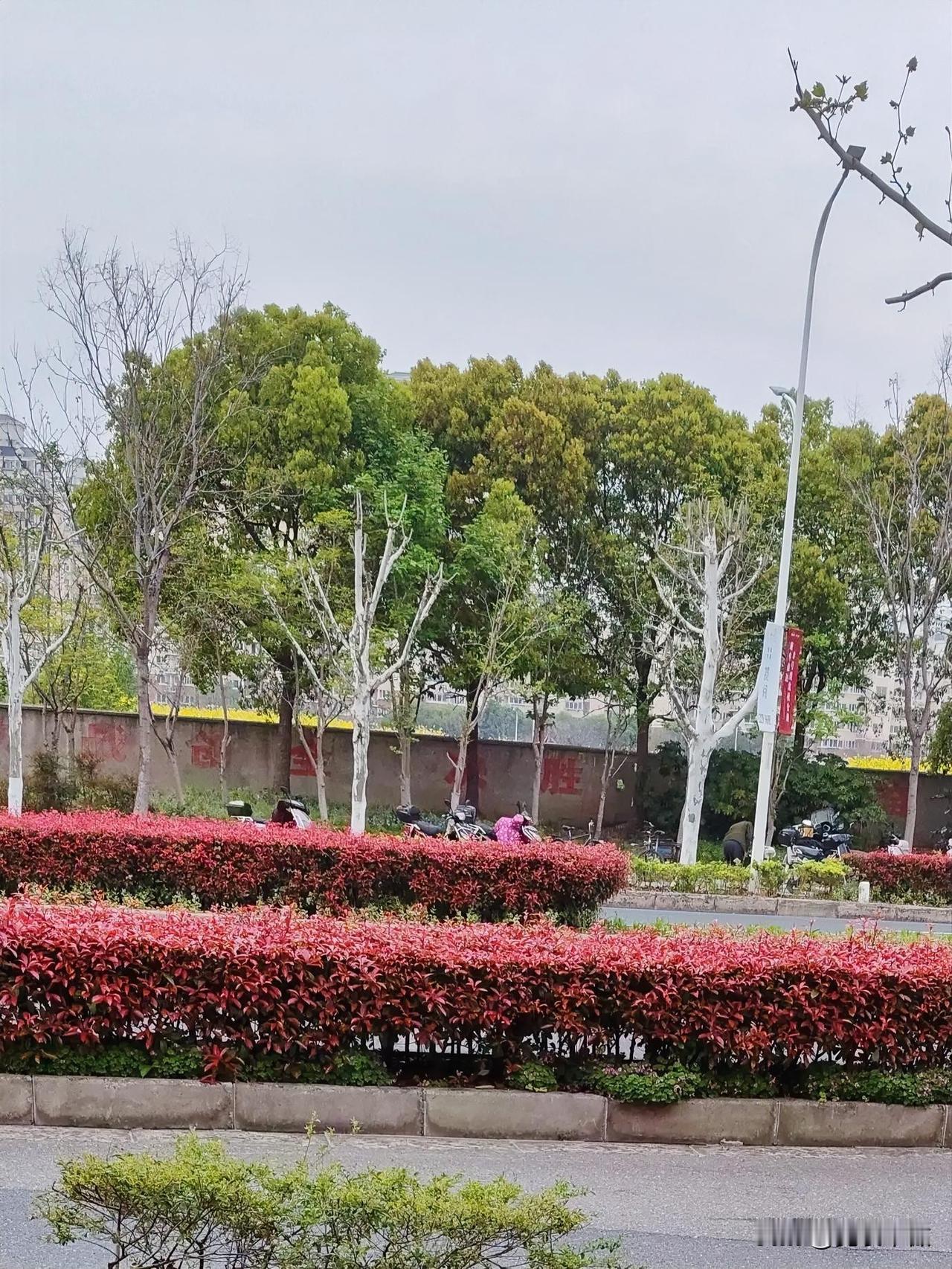 大家有否发觉只观叶也很美的植物?大路旁种的红叶树，远远看去，就像一片红花。