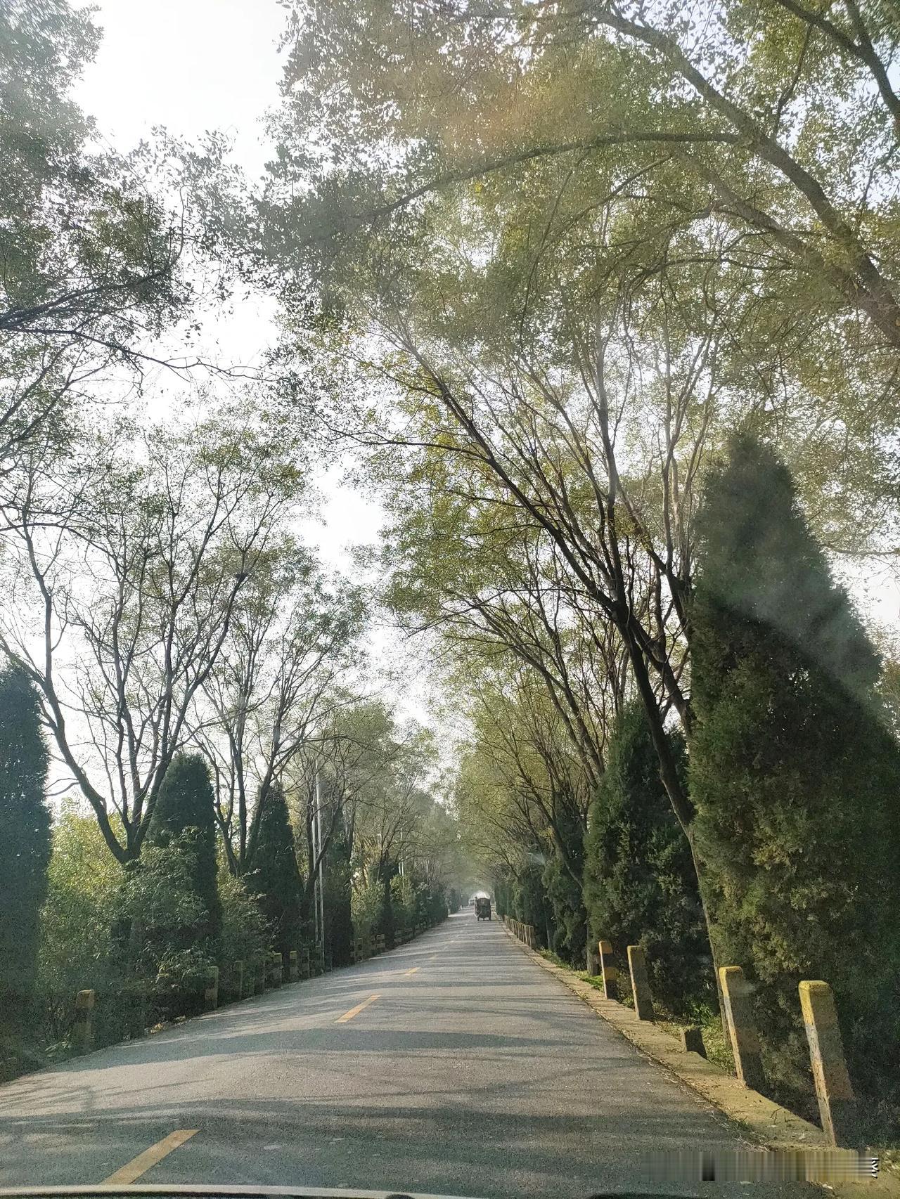 这是一条被树抱在怀里的路。

两边的树长得老高，枝叶在头顶交叠，像搭了个绿色的天