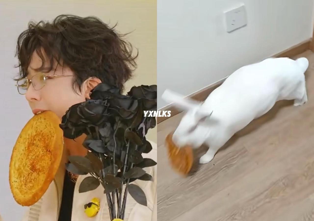 笑吐了 没有兔子叼饼的图 只找到这个。从昨天晚上笑到今天还是决定做了这张图