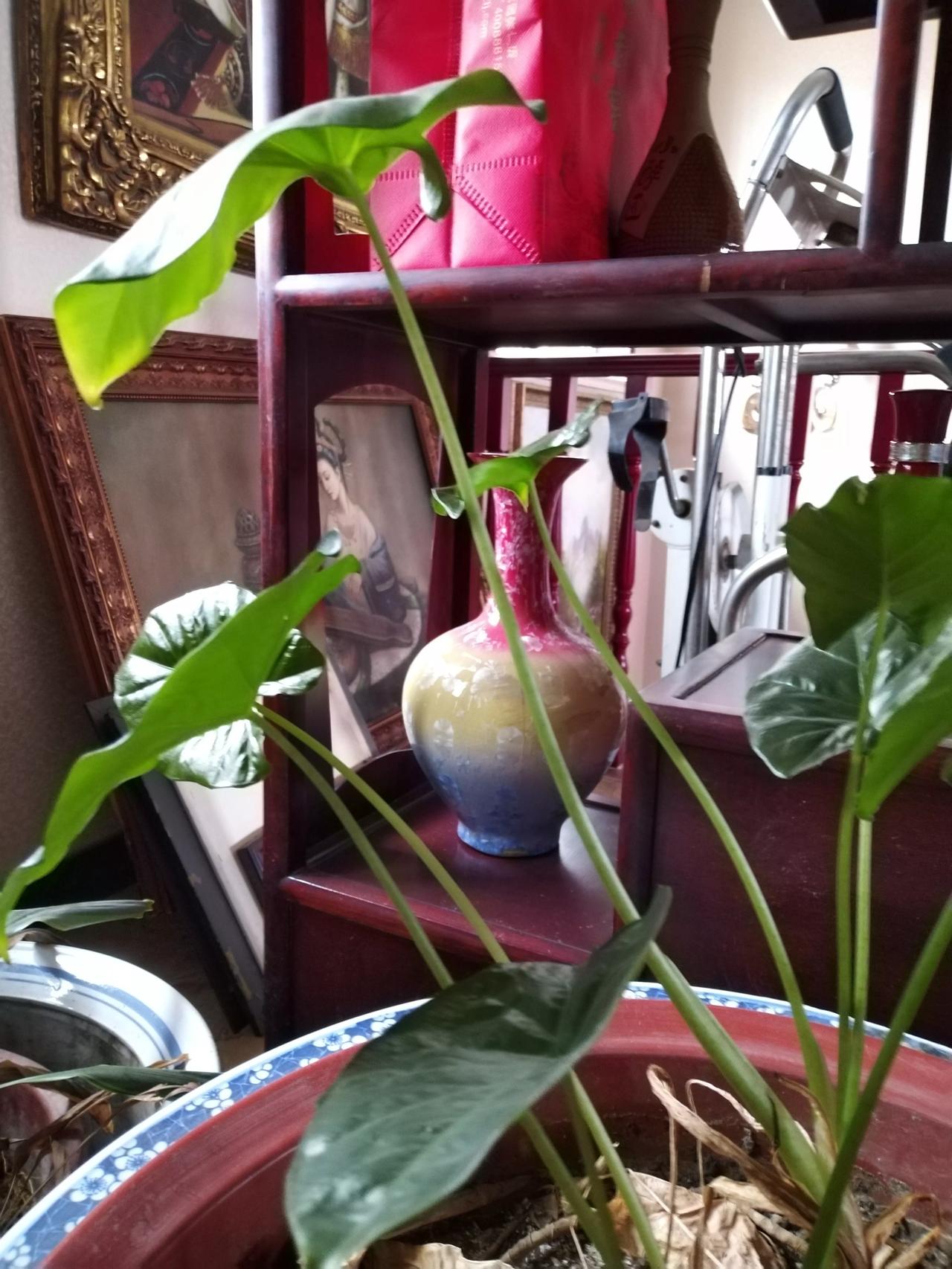 #头条花卉照片集# 家里多养一些绿色的植物，真的能让自己常有一个好心情。
在这个