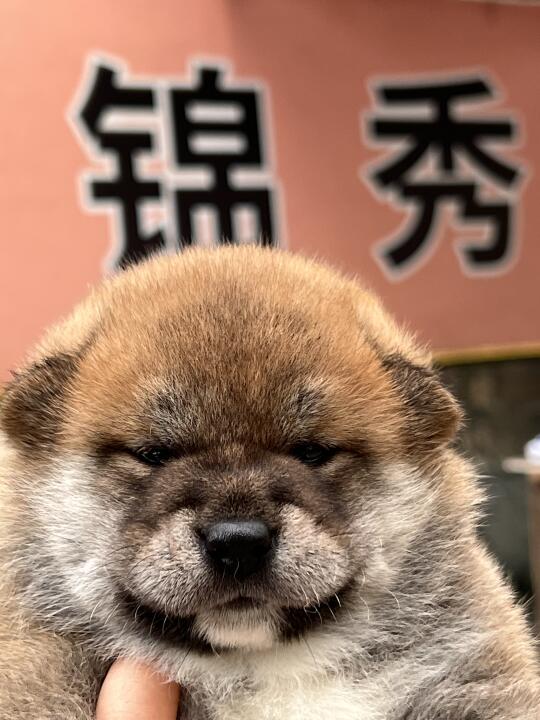 标柴弟弟 | 大头照来啦