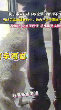 辅导作业气场太强！小狗闻声慌忙跑路
 网上一段视频火了！小狗本来舒舒服服趴在边上