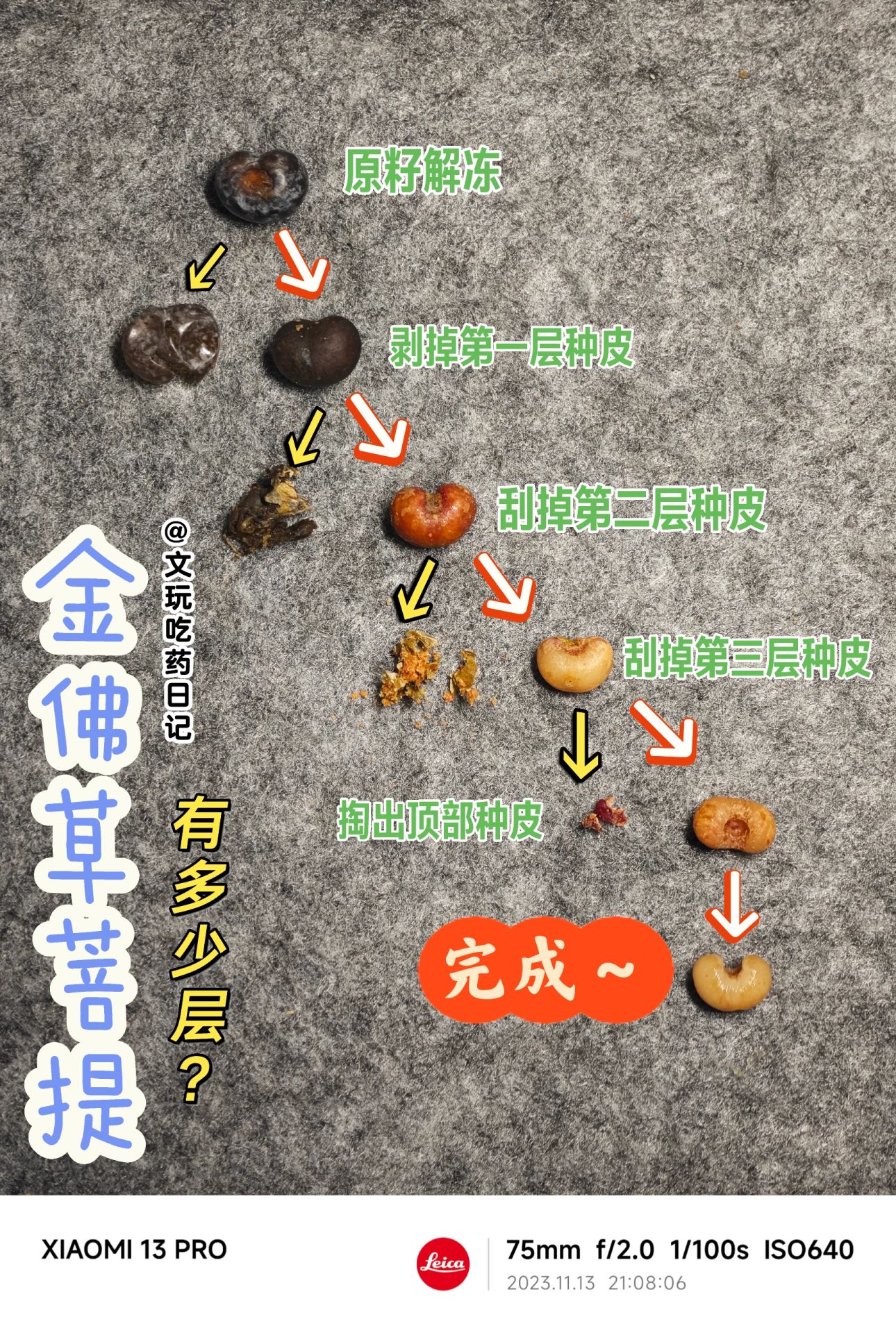 NO.312 金佛草菩提有多少层