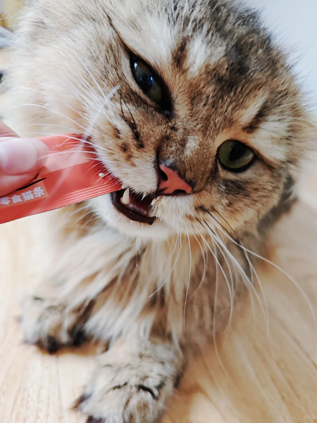 oh猫条！小小猫咪轻松拿捏🤏🏻