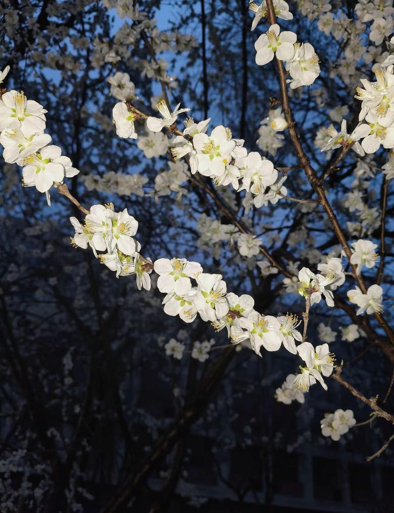石家庄你怎么又下雨了