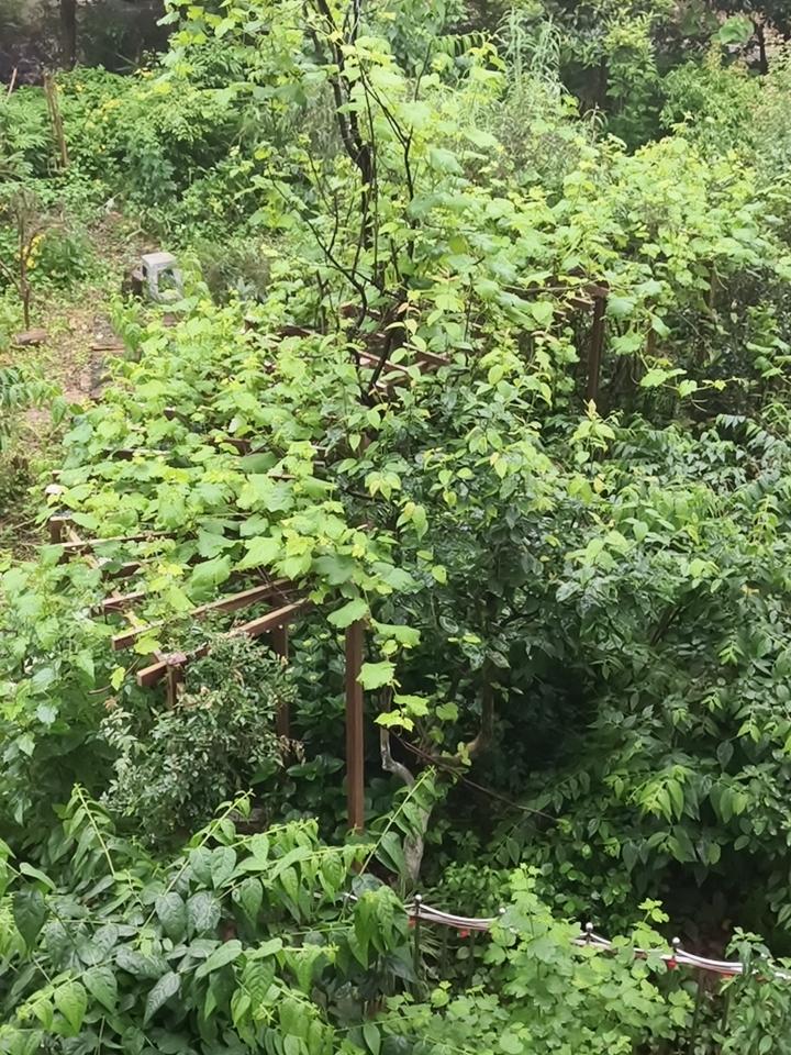 玉峰山葡萄长势喜人，葡萄熟了的时候欢迎了玉峰山玩。