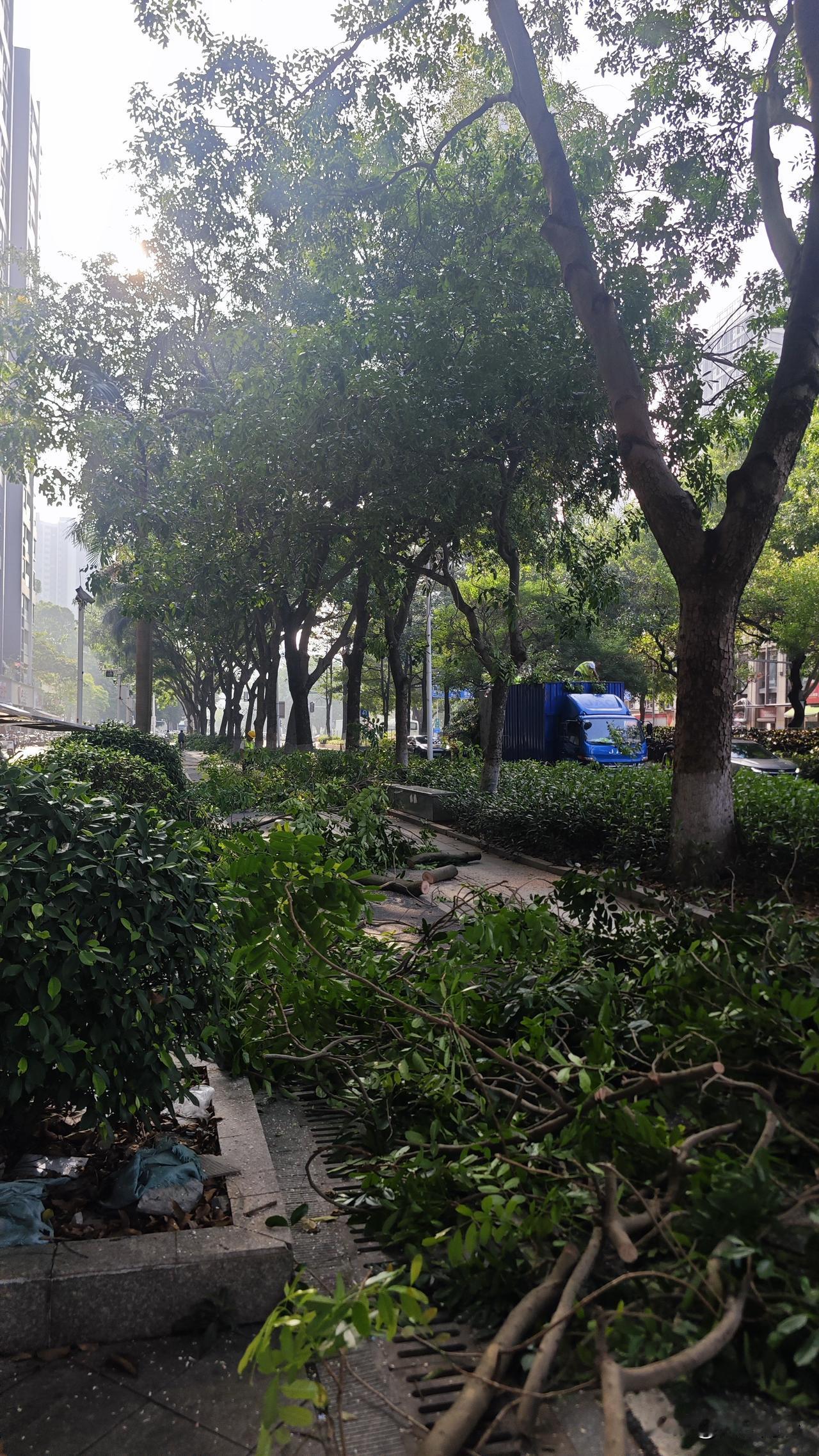 为什么现在又可以修树了？其实一直都是可以修的，没有明令禁止，之前只是舆论敏感，所