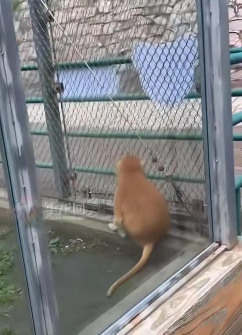 猴子把蝴蝶按在地上那一刻，所有人都以为要吃"下午茶"了……结果下一秒，全破防了！