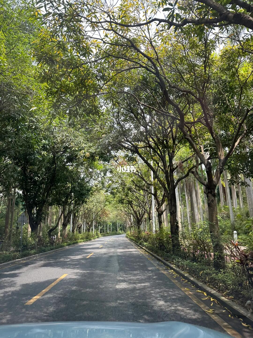 深圳太适合 citywalk 了吧