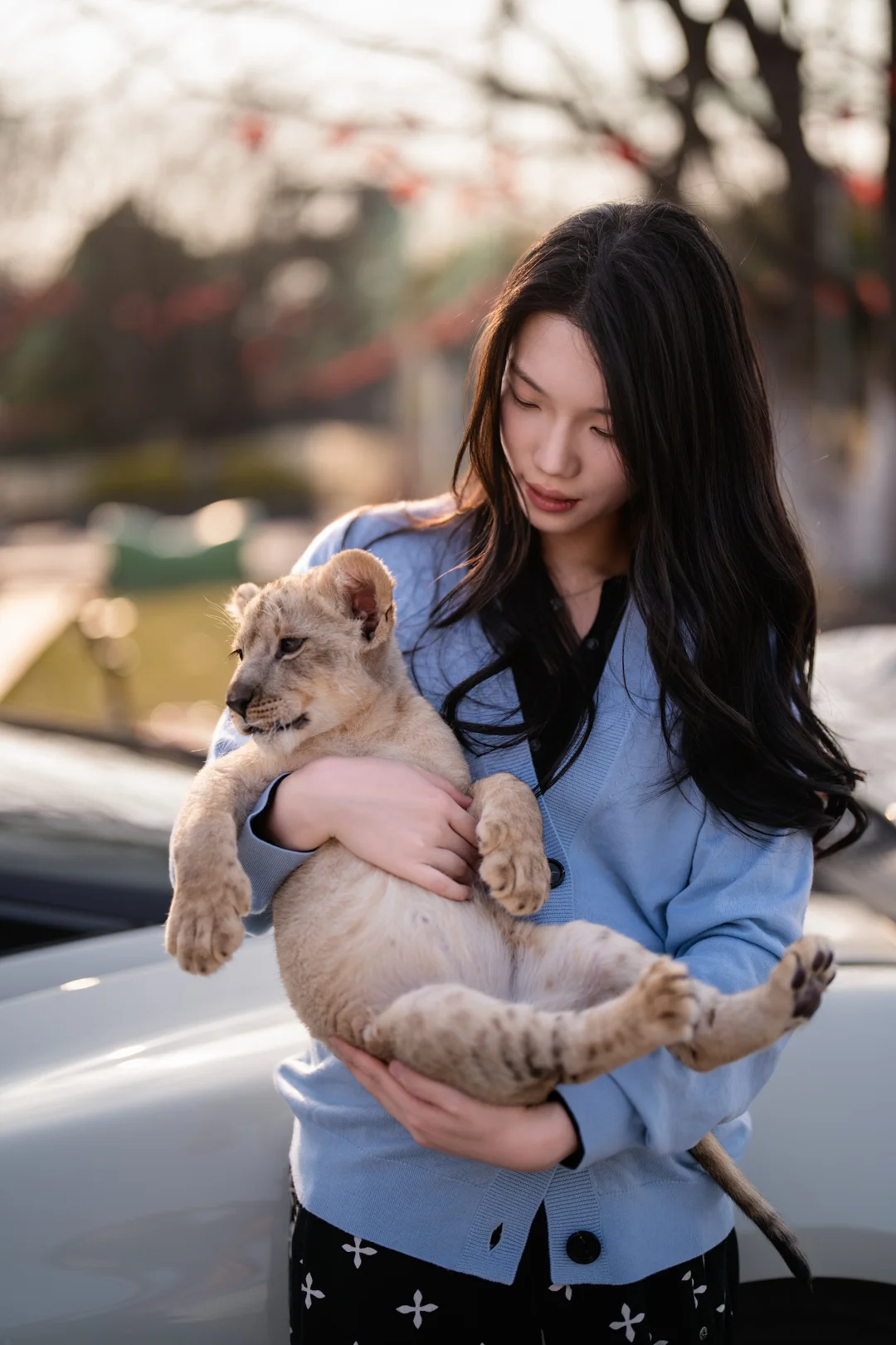 狮子和汽车拍照，是你喜欢的吗？