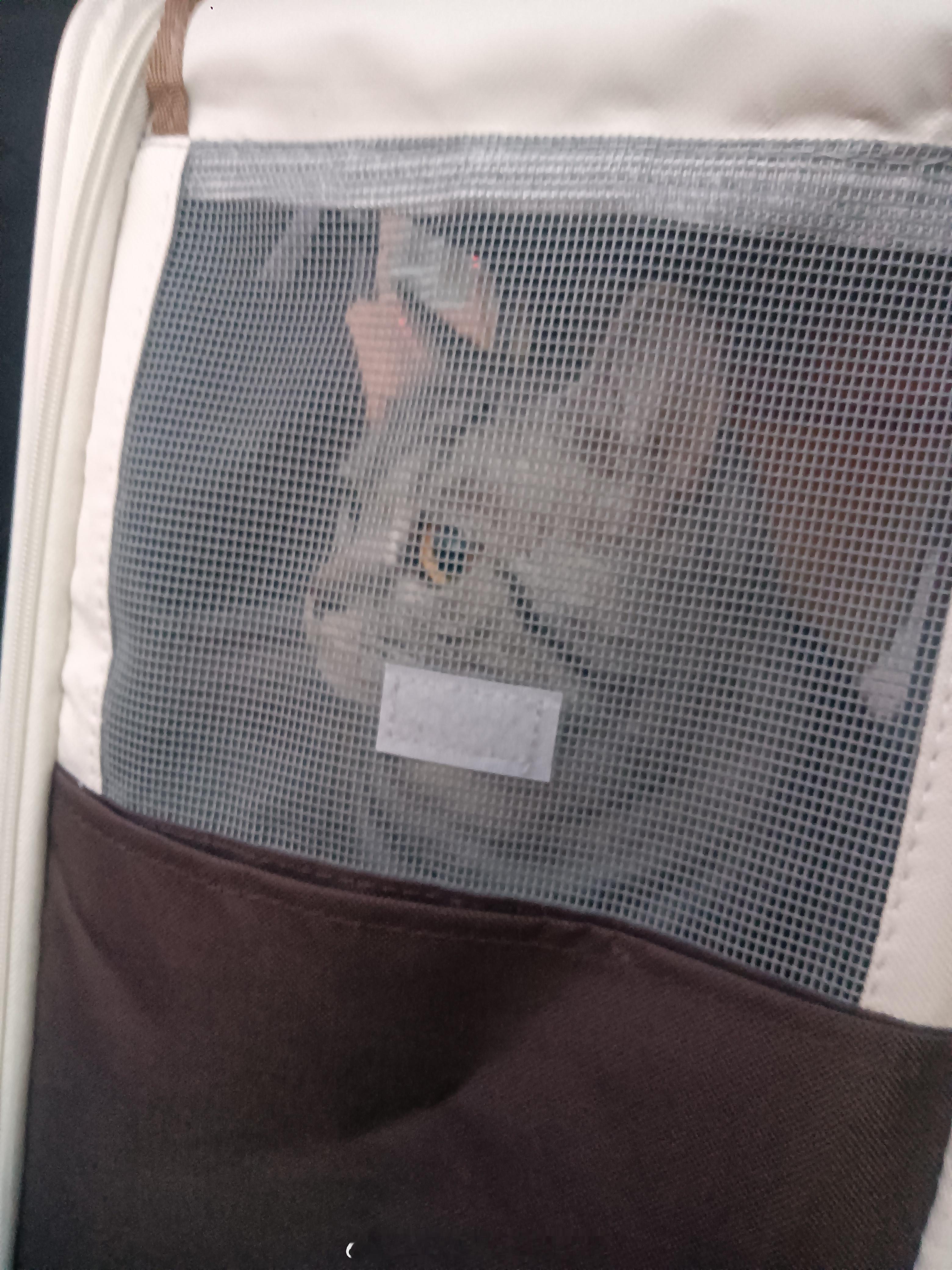 洗澡澡去喽～洗完就是香香软软的小猫[哇][哇][哇] 