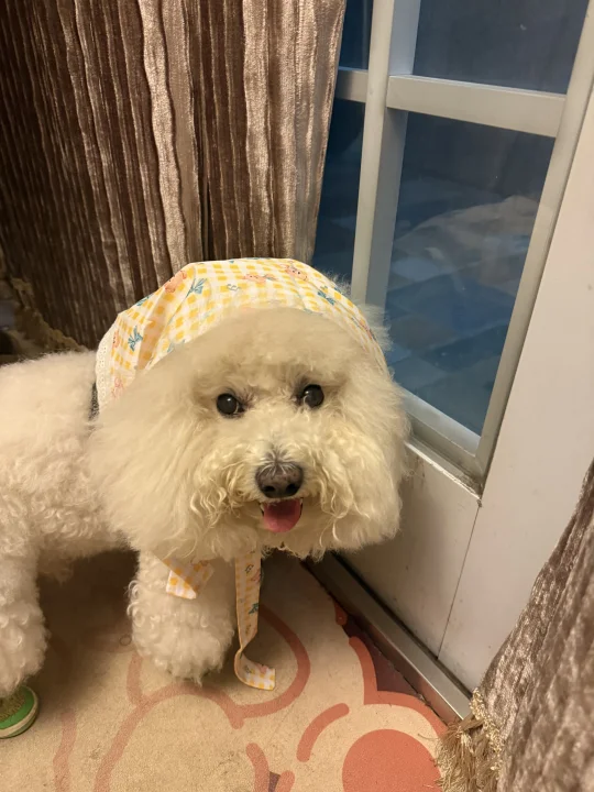 采蘑菇的小姑娘🍄