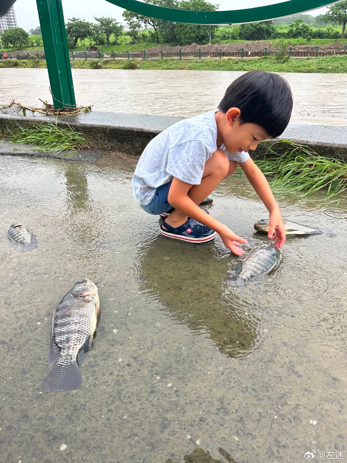 下大雨的苦中作樂大概就是能在馬路上撿到魚吧 