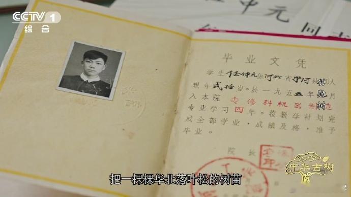 刷到网友的感悟狠狠认同！140岁落叶松救活一片荒漠 生态修复的关键是敬畏自然，本