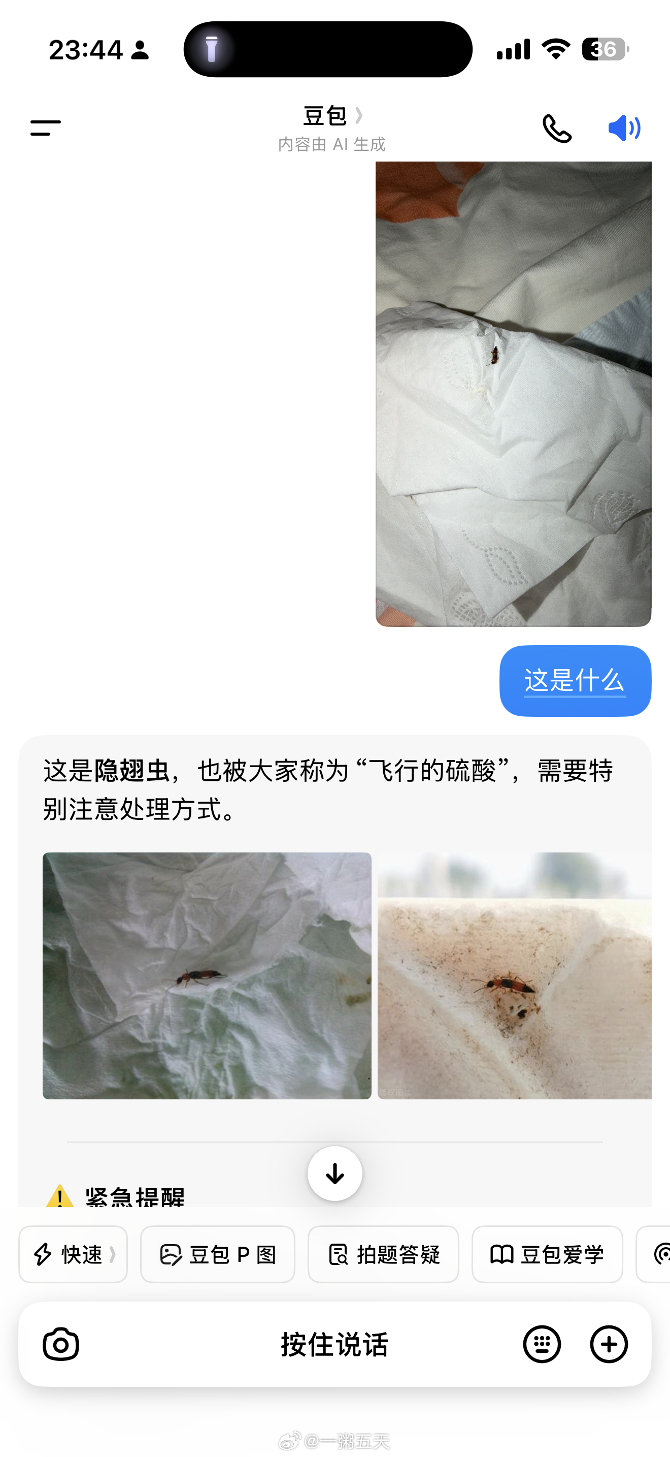爸爸的 玩儿手机呢枕头边有个虫子爬看完像隐翅虫没敢直接上手 