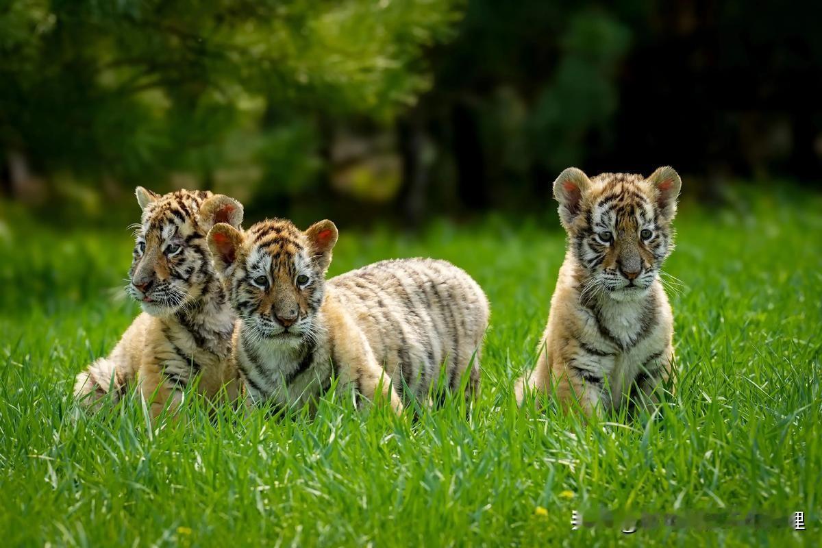 上联：大小姐上河下坐北朝南吃东西；
下联：小老虎下地上经冬历夏度春秋。