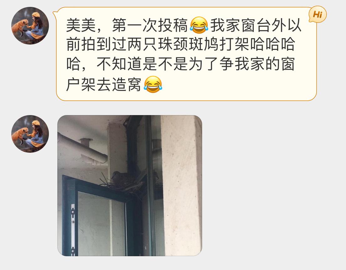 #鸟粉投稿# 在夹缝中生存的珠颈斑鸠它对于窝的选址总是充满迷惑的🙊 ​​​