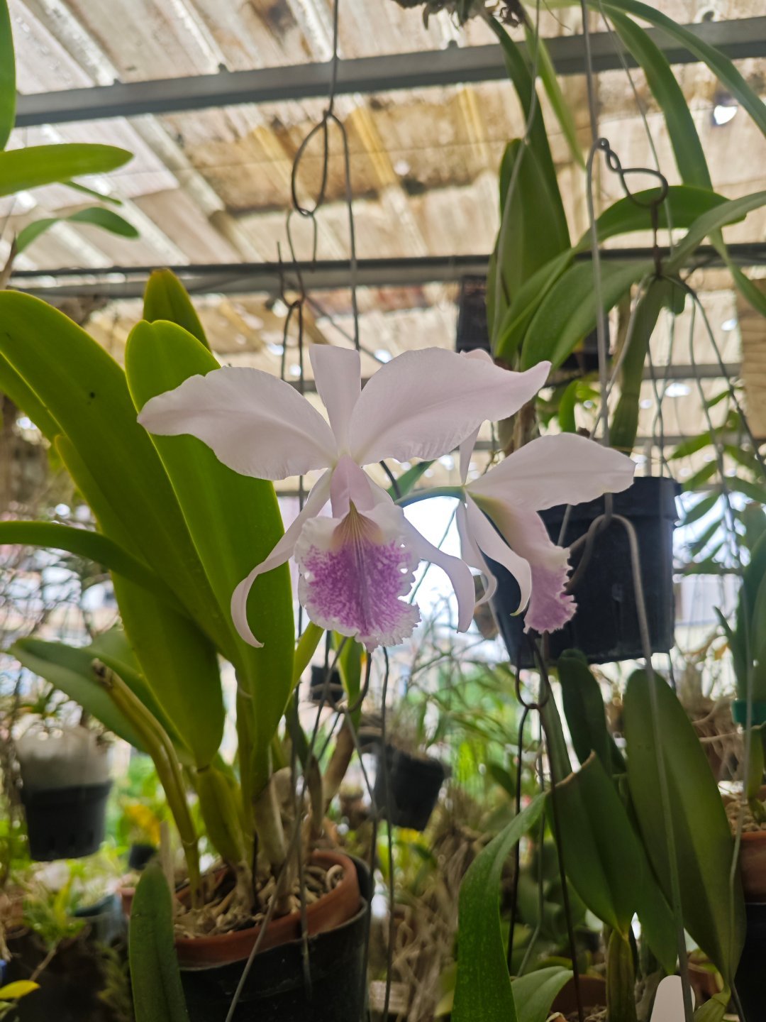 原种卡特兰C.mossiae var.coerulea‘Delta’（蓝色莫西埃