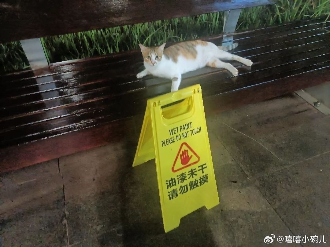 看来小猫没有学外语 