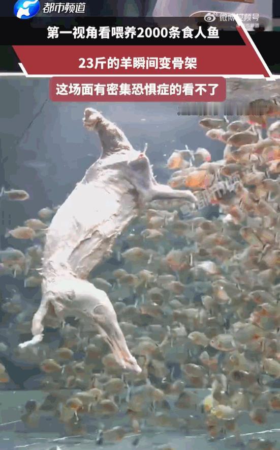 头皮发麻！广东，一博主为了搞出点轰动的大场面，居然把整整23斤重的整羊，直接扔进