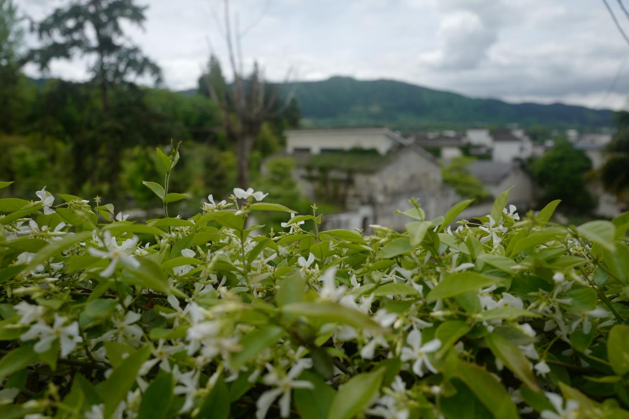 【原创】
露台上的风车茉莉……