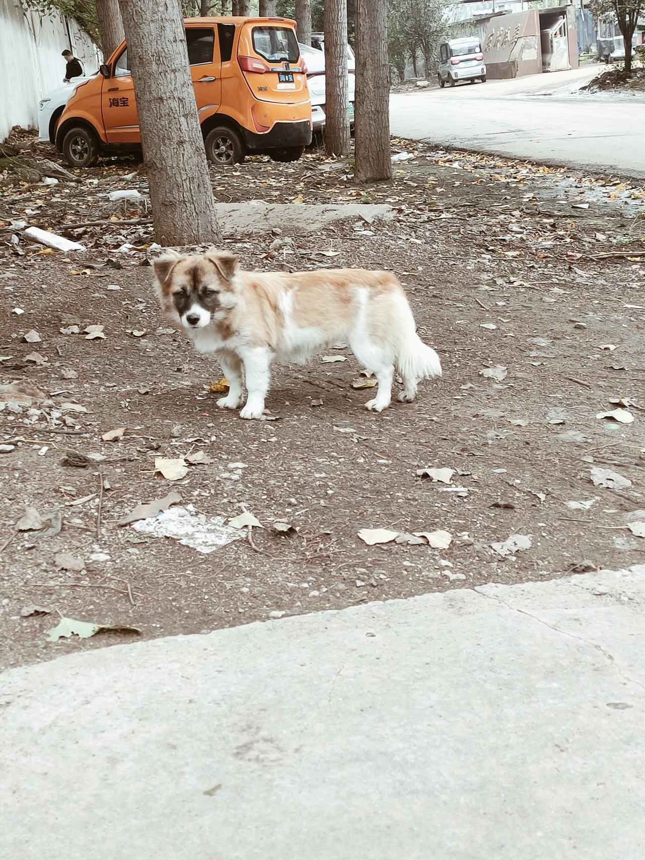 分享我这周有趣的事：发现一只很好看的小土狗，不知道是什么串的，开脸像小蝴蝶一样，