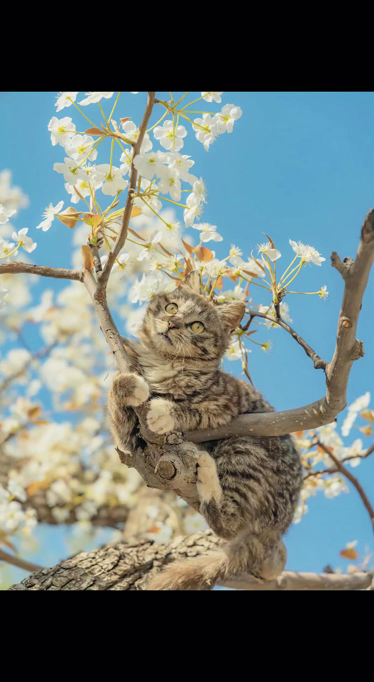 🐱春日限定杂技演员！爪尖勾着风，尾巴扫落半树云絮🌸 原来自由是枝桠间的平衡术