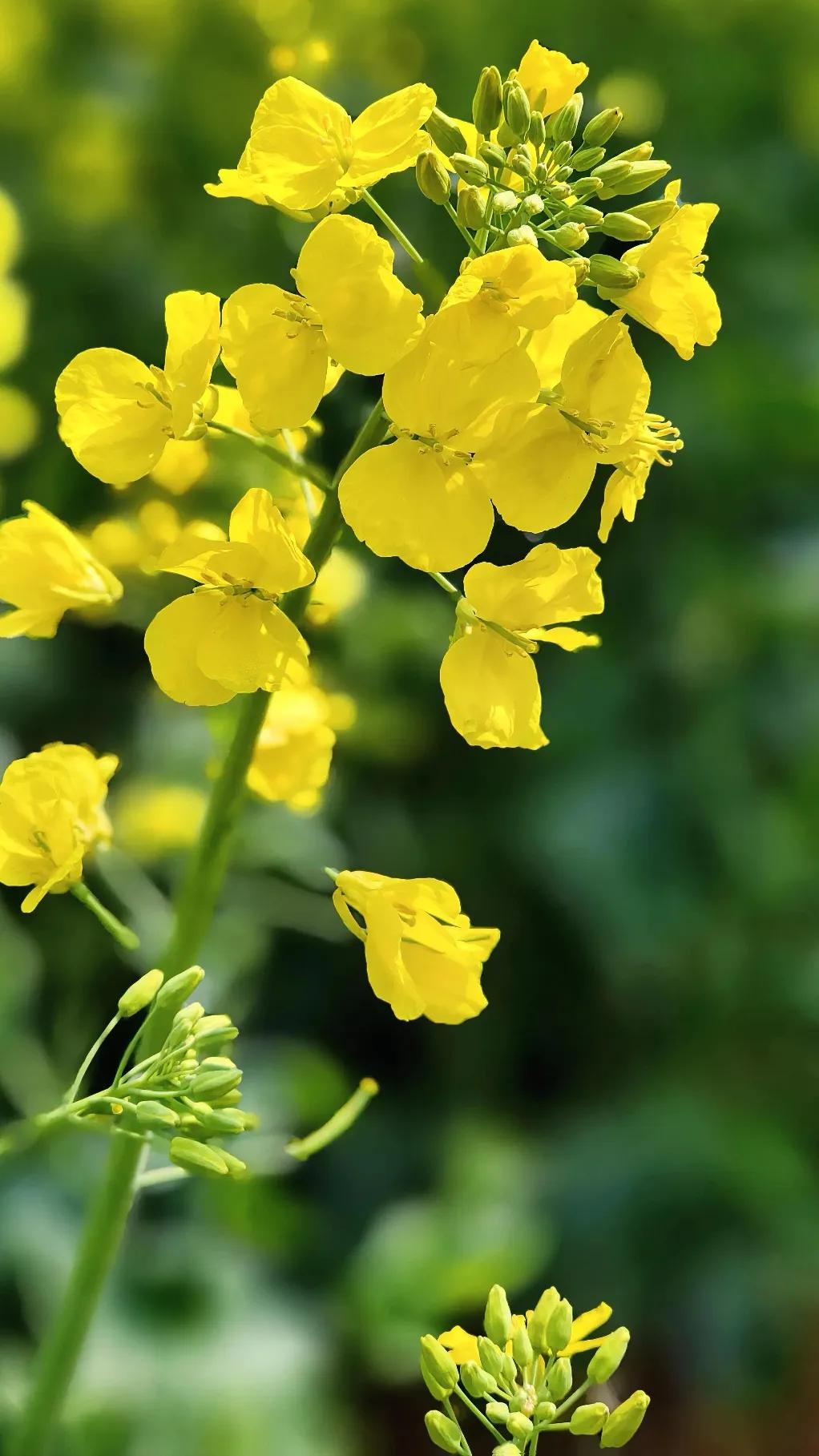 婆婆说：“怪不得咱们家菜油吃的这么快，原来你炒肉都倒这么多油。”
我做饭时，婆婆