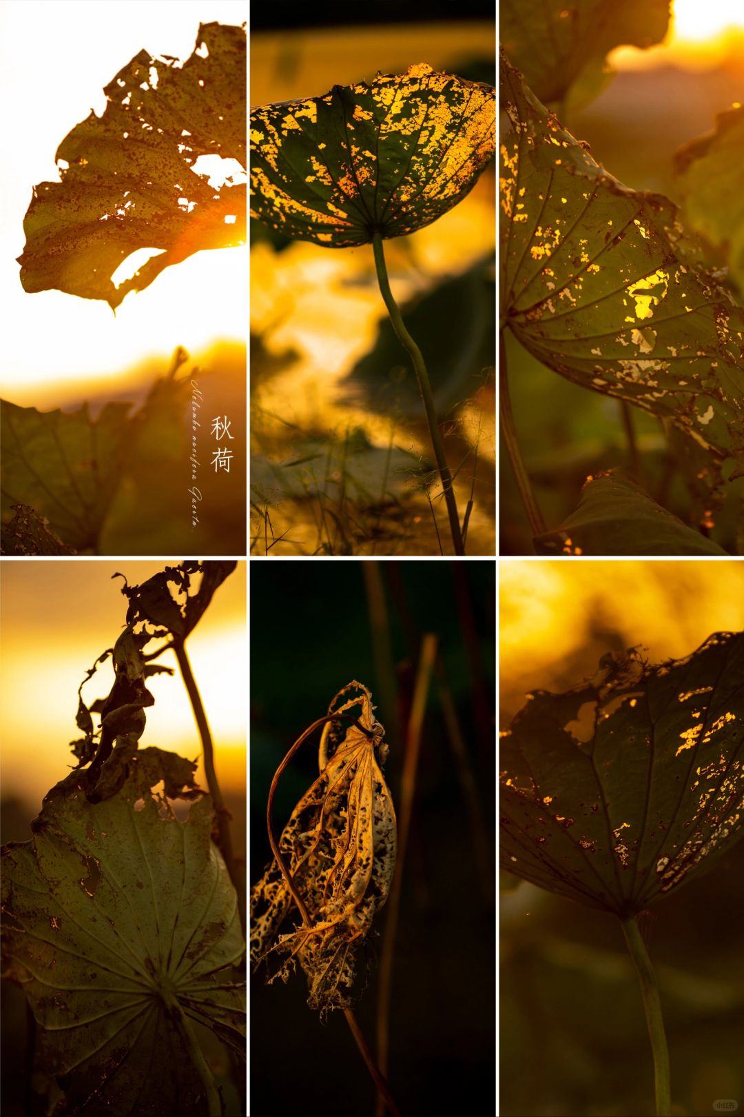 残荷——夕阳下的秋荷