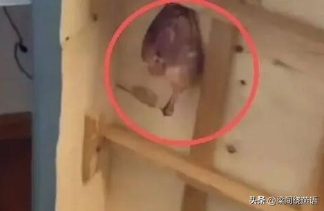 好消息：原房东终于道歉赔偿了。坏消息：杨女士的房子可能还住不了人。

合肥“二手