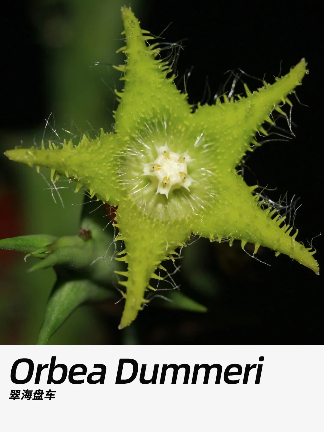 带你每天认识一种花材286｜翠海盘车