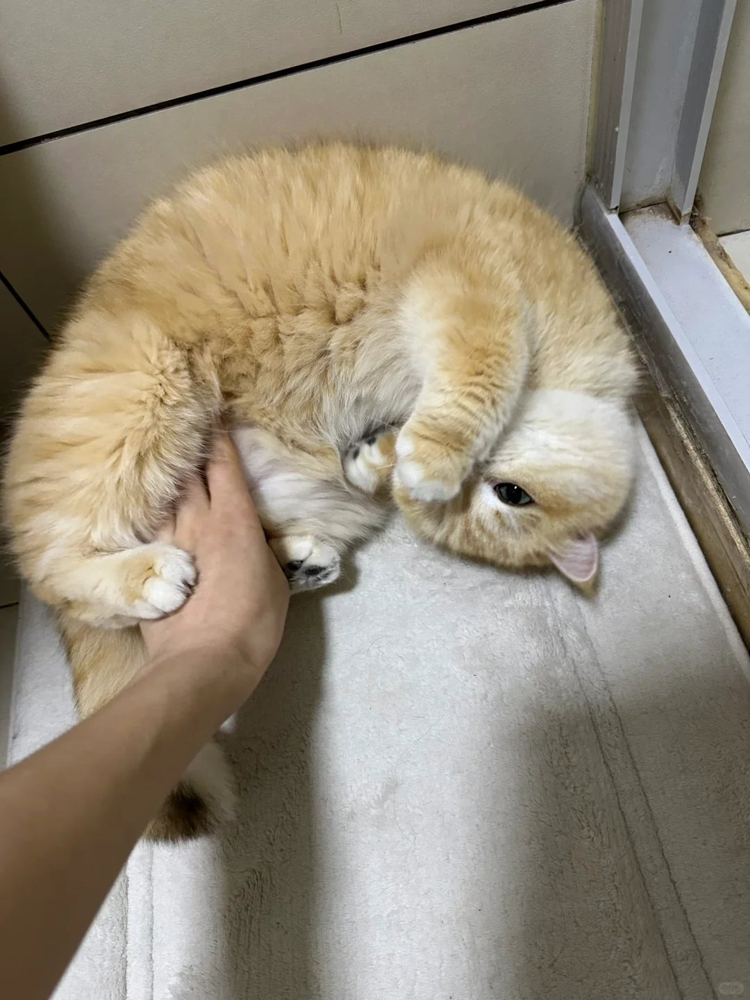 没事就摸肚肚