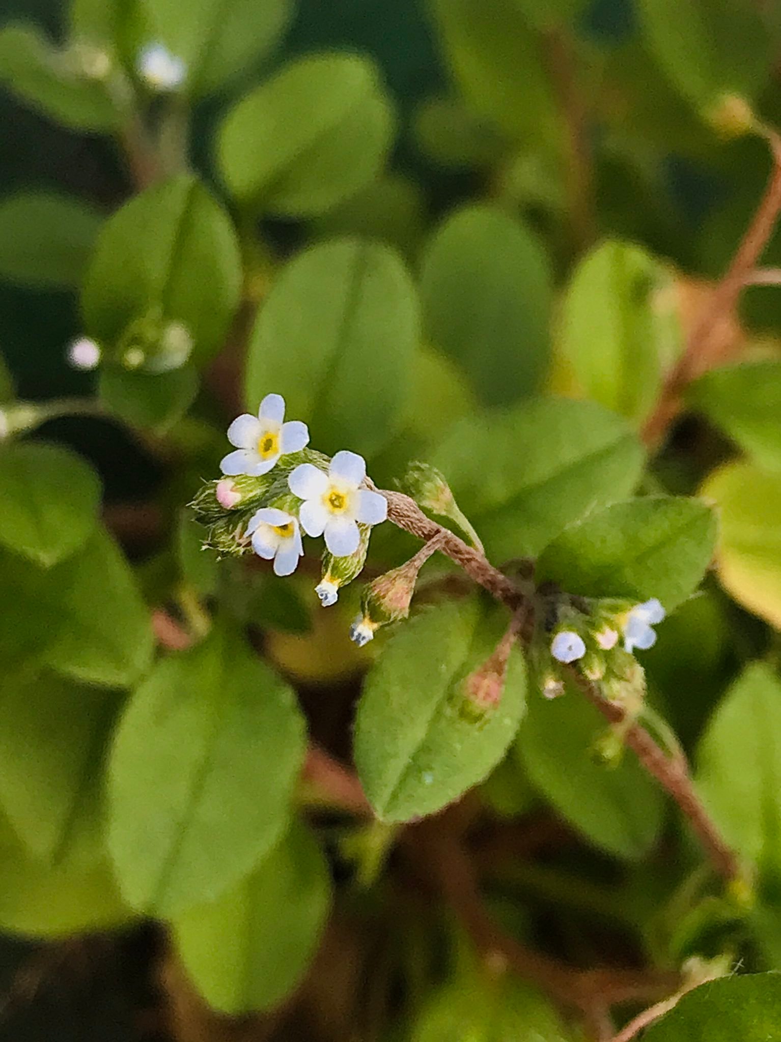 紫草科的附地菜，日语胡瓜草（キュウリグサ） 