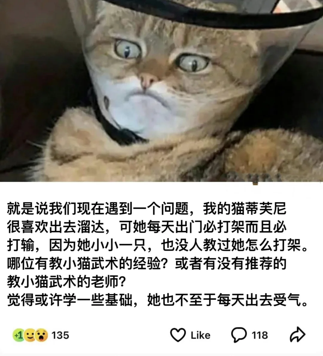 不知道怎么办，爱猫人士们帮帮蒂芙尼吧