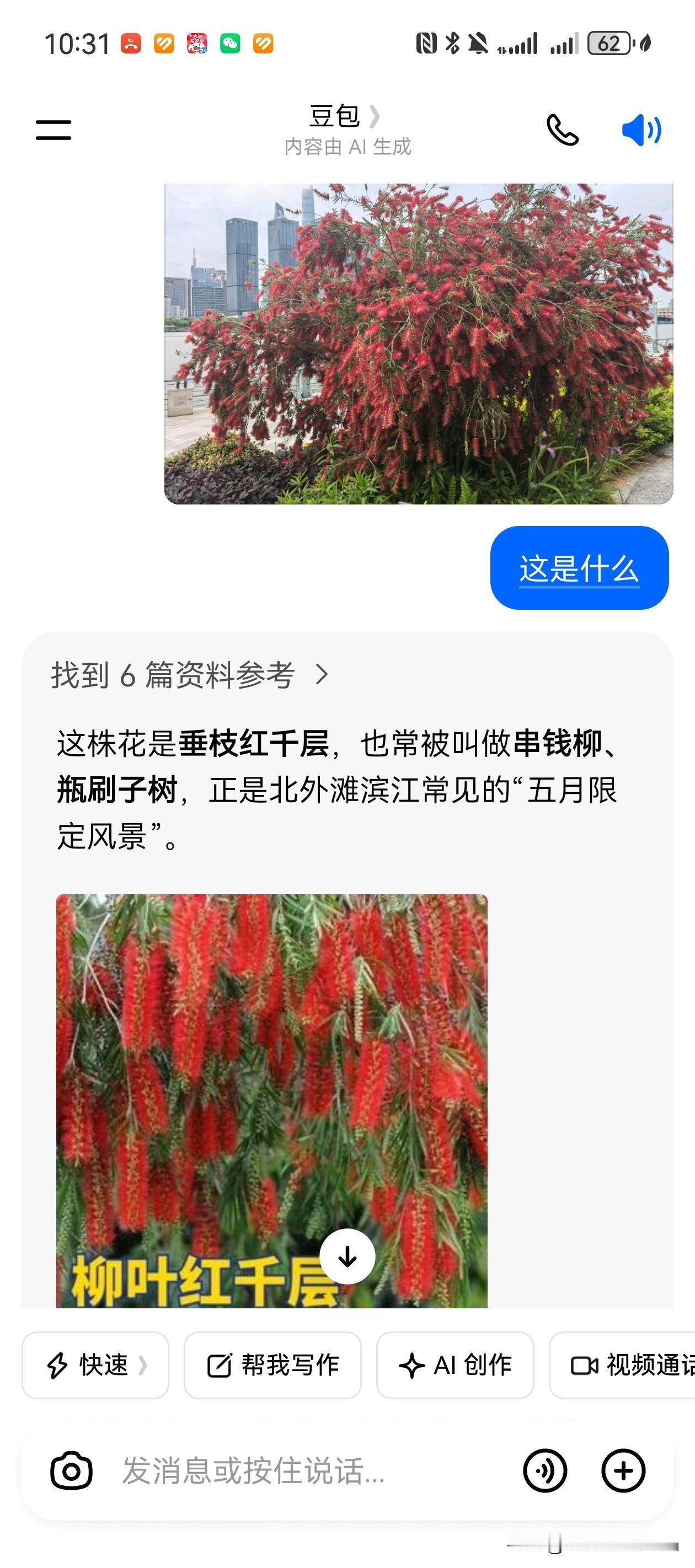 红红火火的柳叶红千层。
从渔人码头走到虹口滨江，遇见下图，不记得以前见过，请教豆