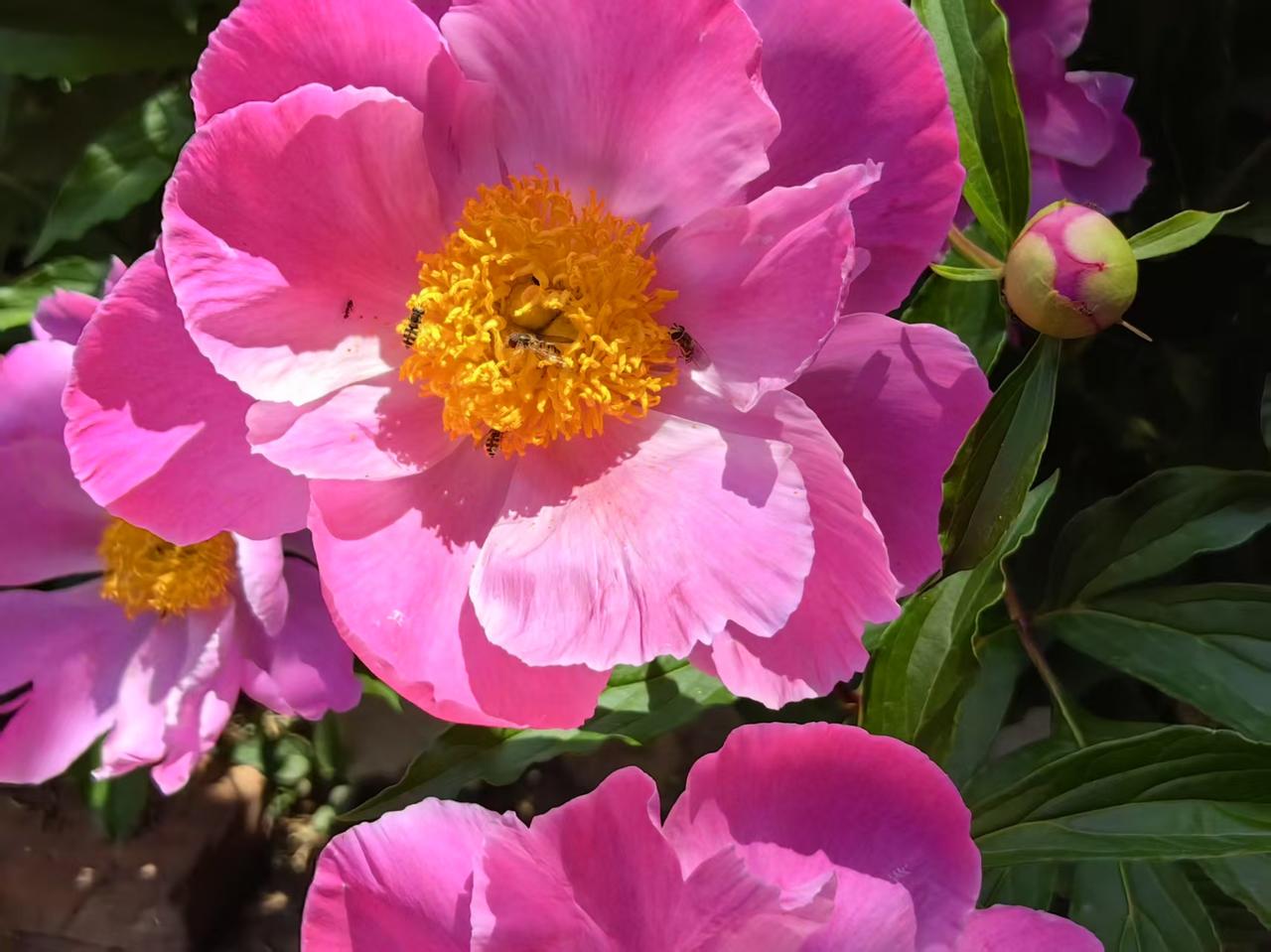 五绝•春茂2568
（2026.3.21.20:19）
花袭三月地，染罩九重天。