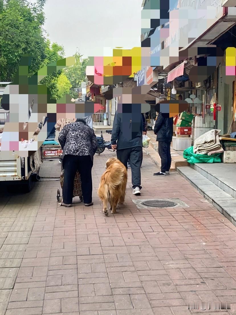 犬是人类的朋友，可是我见到这样大型犬，我还是有点害怕！见到他们我还是躲的远远的！