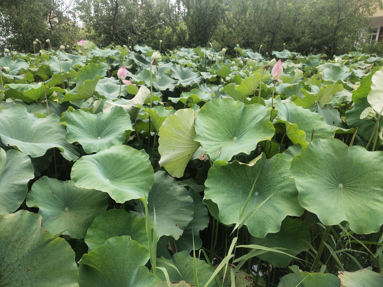 夏日荷塘，美景如画，令人心旷神怡！🌸🌸