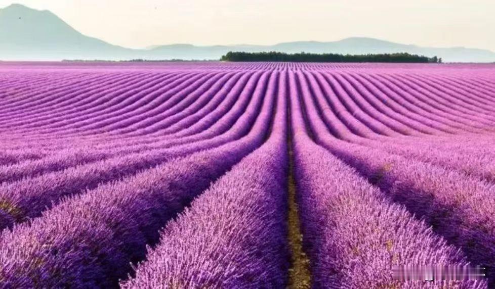 王花花说她的团队几个人打算五一假期去贵州搞个团建，所有费用都由她的婚恋机构来开支