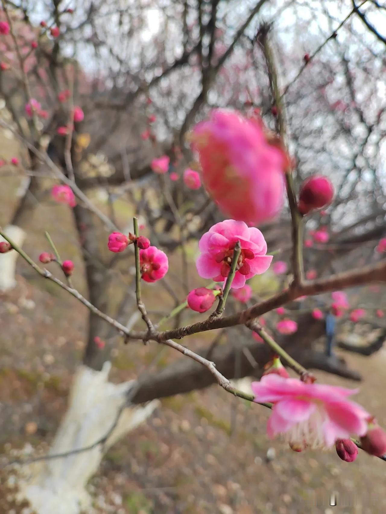 又到赏梅的时节了，国家湿地公园松雅湖的梅花又开始含苞欲放、竞相盛开了。喜爱梅花的