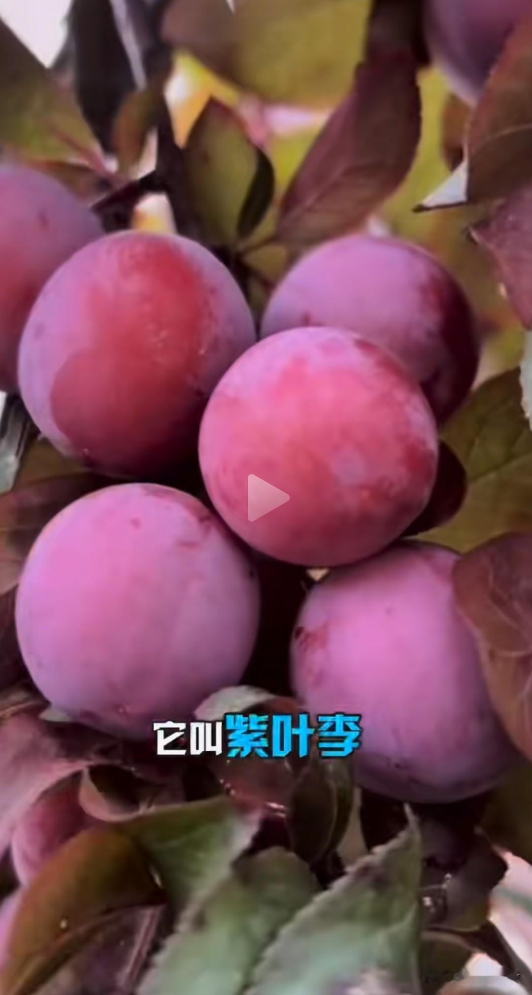 绿化带里的紫叶李能不能吃呢，我看网上人云亦云，都说不能吃。前几天我吃了劣质西瓜，