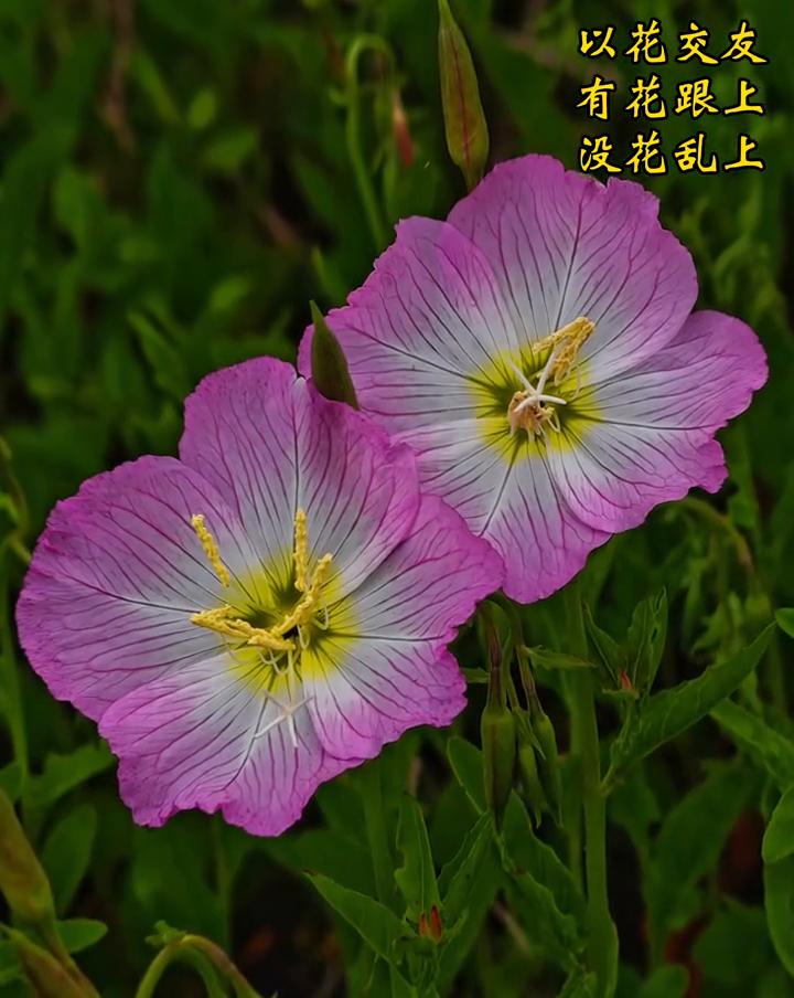 以花交友，有花跟上，没花乱上。春色入怀来，花香扑面开。春风多自在，在。