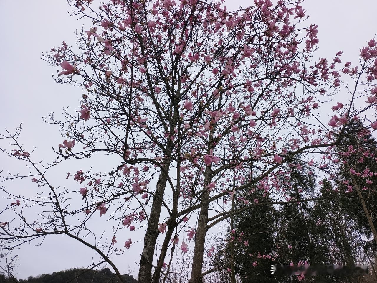 春日生活打卡季