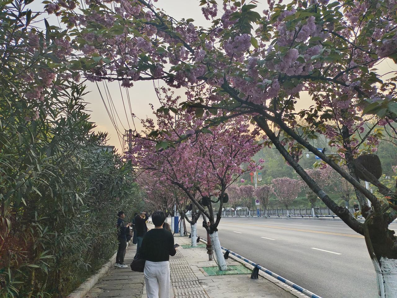 大家猜猜这是什么花？