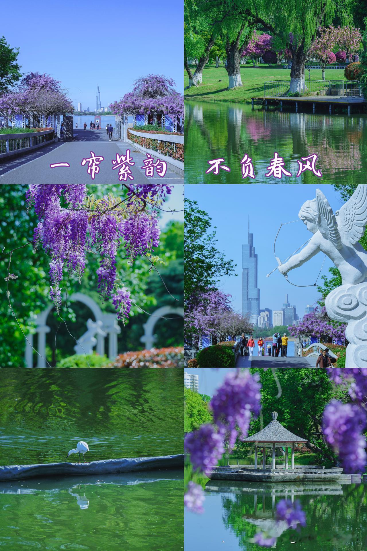 情侣园紫藤已是最佳观赏期｜一帘紫韵 不负春风

        专程奔赴情侣园，